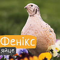 Інкубаційні яйця перепелів Фенікс золотистий