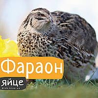 Інкубаційні яйця перепелів Фараон іспанський
