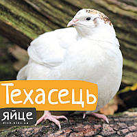 Інкубаційні яйця Техаського перепела