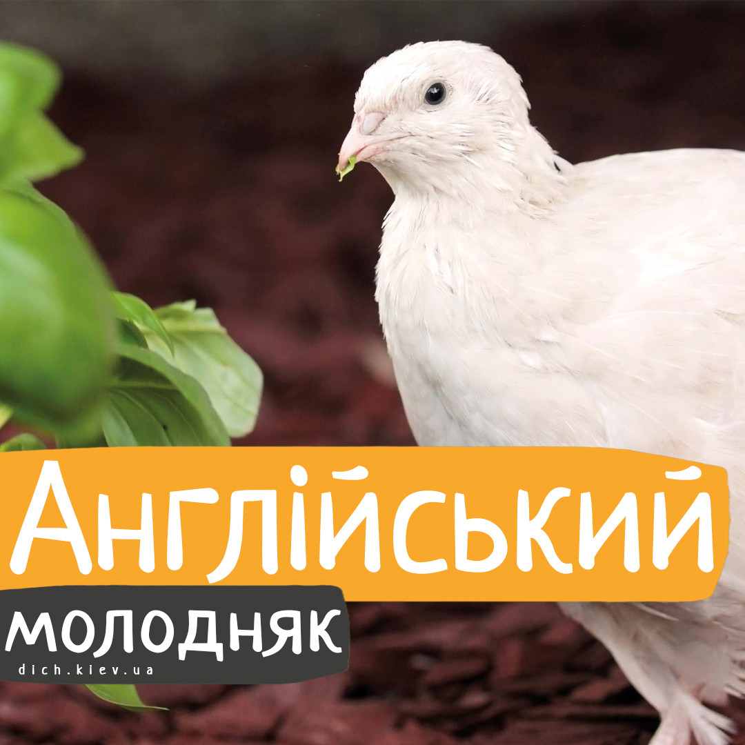 Перепели Англієць білий, бройлерний