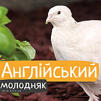 Перепели Англієць білий, бройлерний
