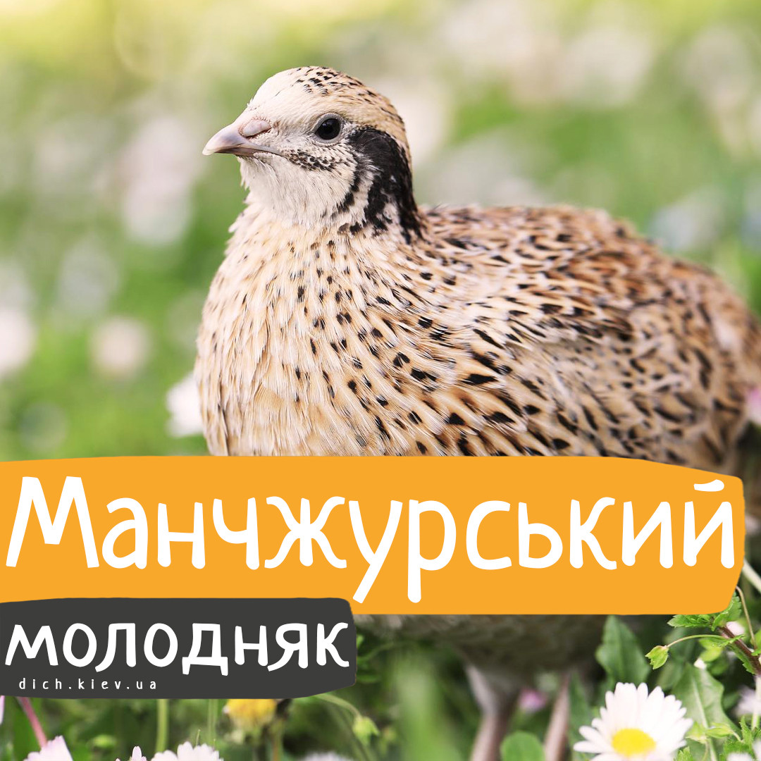 Перепели Маньчжурські яєчні