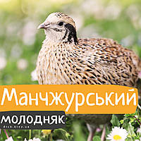 Перепели Маньчжурські яєчні