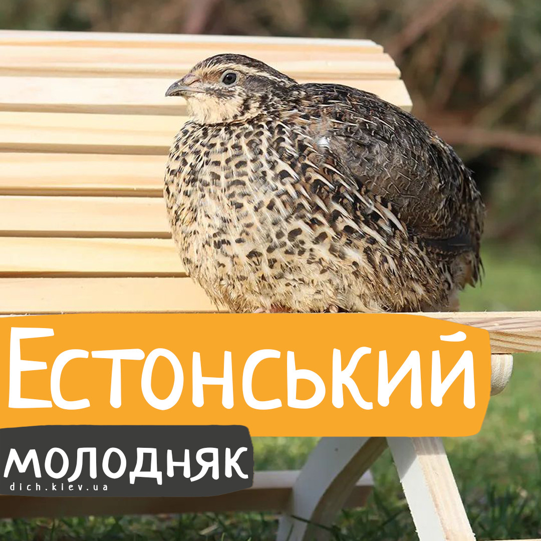 Перепели Естонські
