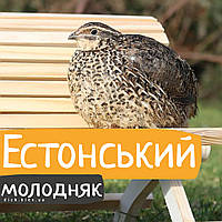 Перепели Естонські