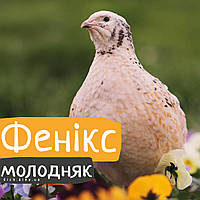 Перепели Фенікс золотистий, бройлерний