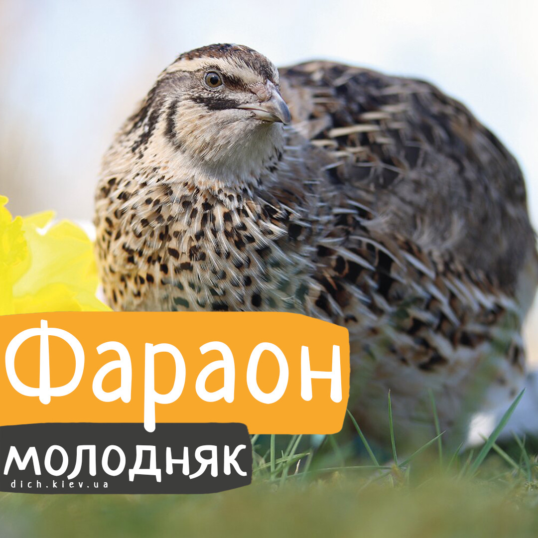 Перепели Фараон іспанський