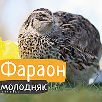 Перепели Фараон іспанський