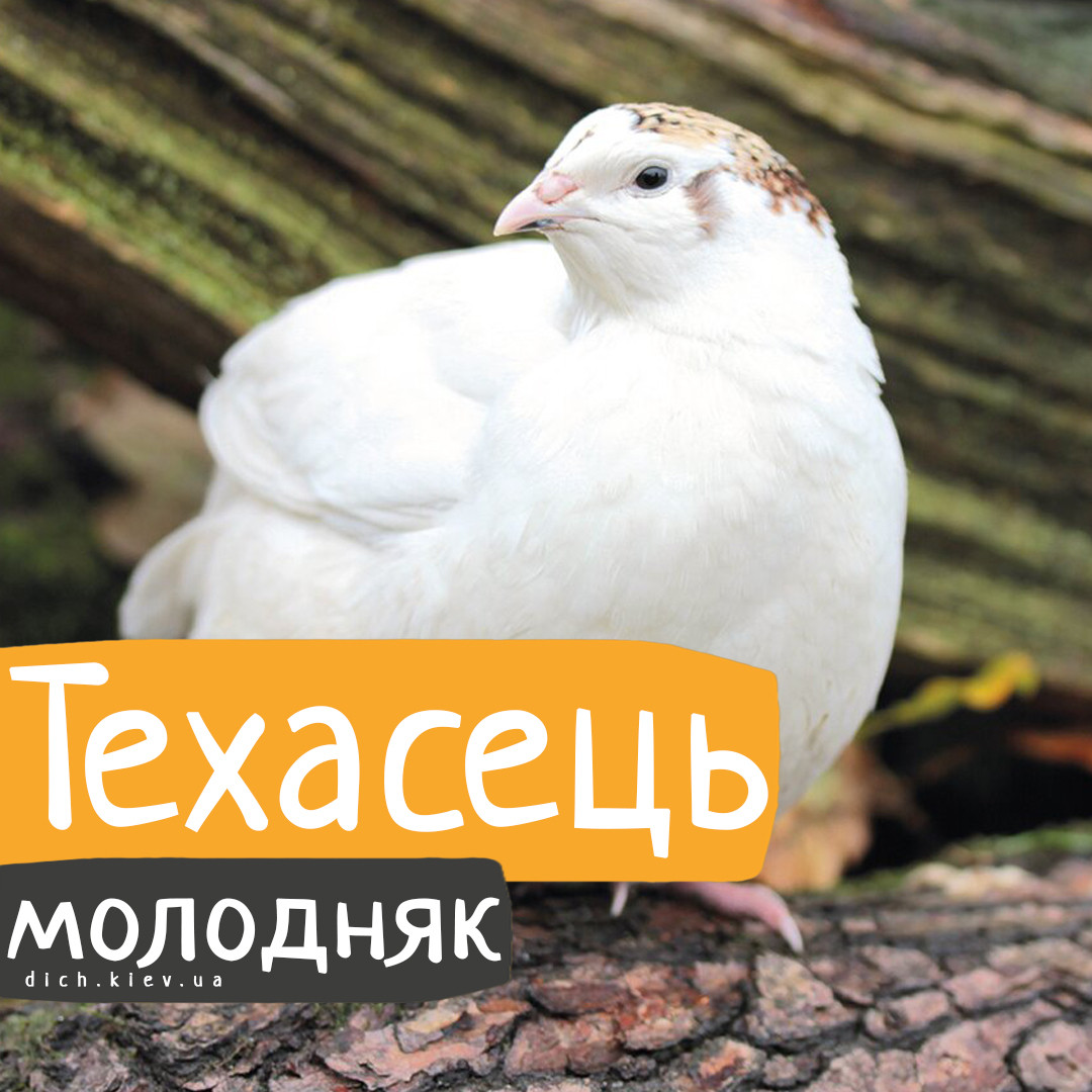 Перепели Техаський бройлерний