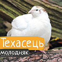 Перепели Техаський бройлерний