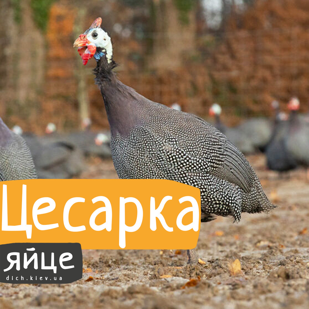 Інкубаційні яйця цесарки Крапчатої