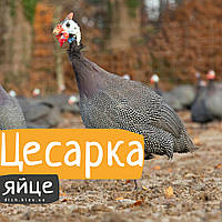 Інкубаційні яйця цесарки Крапчатої
