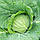 Насіння Капуста б/г Білосніжка 1 г ТМ Урожай, фото 3