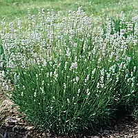 Лаванда angustifolia Edelweiss (в горщику р.10)
