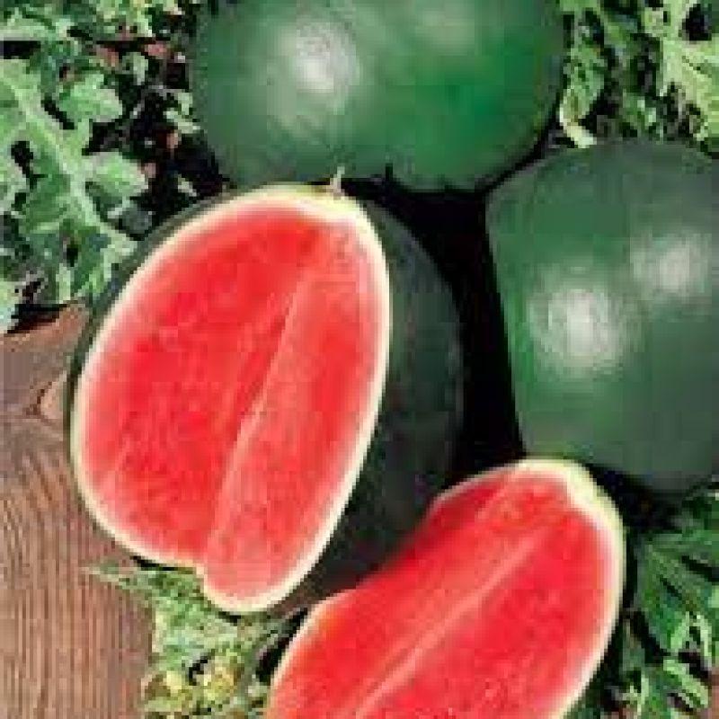 Насіння Кавун Огоньок, 1 г, СЦ