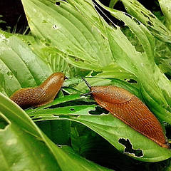 Молюскоциди