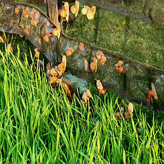 Сітка для огородження равликів