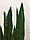 Штучна рослина Engard Sansevieria, 65 см (DW-10), фото 4