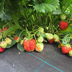 Агротканина Agrojutex (Juta, Чехія)