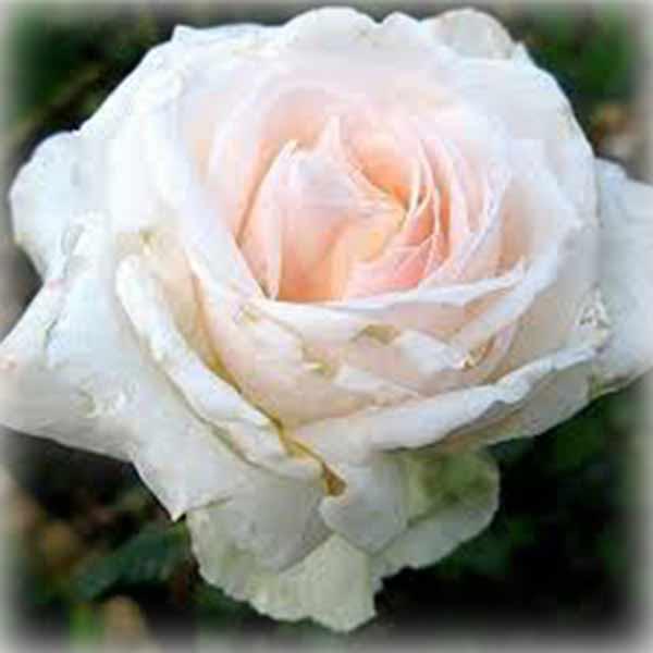 Троянда шраб Джулія Ренесанс (Julia Renaissance), фото 1