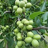 Саджанці Волоського горіха "Ідеал" (раннє дозрівання) (2 річний 1,5 м.), фото 2