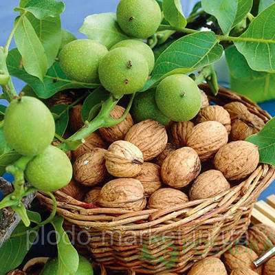 Саджанці Волоського горіха "Ідеал" (раннє дозрівання) (2 річний 1,5 м.), фото 1