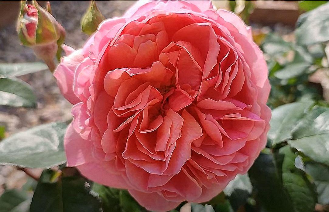 Роза Kaolikazali (Каоликазали) Япония: продажа, цена в