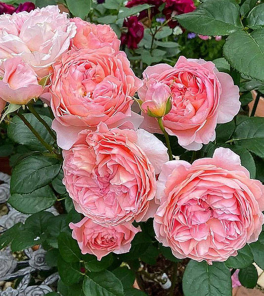 Английская роза Зе Веджвуд Роуз (The Wedgwood Rose