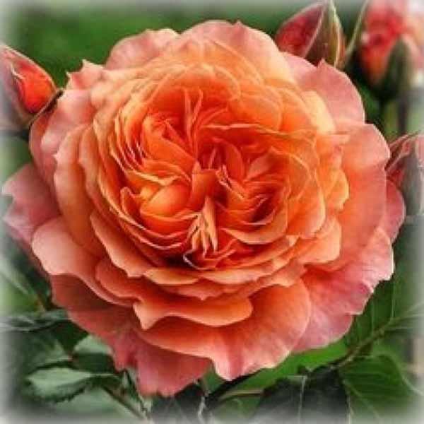 Троянда шраб Роз де Жерберуа (Rose de Gerberoy), фото 1