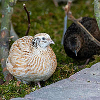 Історія та розвиток породи перепела Фенікс Золотистий: витоки, селекція та поширення