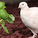 Історія англійського білого перепела: створення, селекція, поширення та перспективи