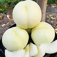 Персик 3-х річний Білий "Айс Піч" (великоплідний)