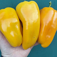 Пірует F1 (500 нас.) насіння перцю солодкого Syngenta