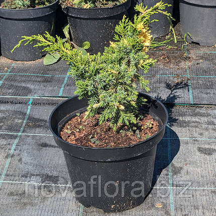 Ялівець китайський 'Кайзука Варієгата / Kaizuka Variegata' 3л 15-20см, фото 1