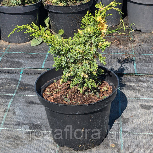 Ялівець китайський 'Кайзука Варієгата / Kaizuka Variegata' 3л 15-20см
