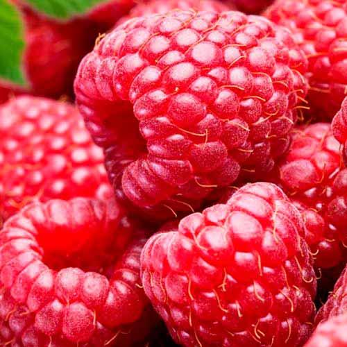 Саджанці ремонтантної малини Реджина - великоплідна, солодка, невибаглива, фото 1