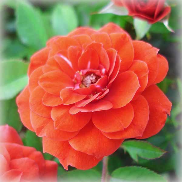 Троянда Оранж Бебі Флор (Orange Babyflor), бордюрна в контейнері