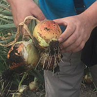 Манас F1 (250 000 нас.) насіння цибулі ріпчастої Bejo