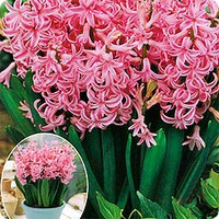 Багатоквіткові гіацинти випускають кілька квітконосів з однієї цибулини Багатоквіткові гіацинти