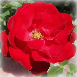 Троянда грунтопокривна Кайєн (Cayenne)