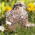 Молодняк і несучки перепела