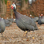 Цесарка - молодняк