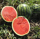 Кавун Ерлі Джитана F1 United Genetics/Італія 8 шт, фото 2