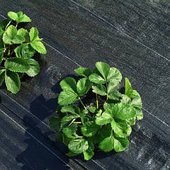 Агротканина Bradas (Польща)