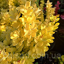 Барбарис Голден Торч / Berberis thunbergii Golden Torch, фото 3