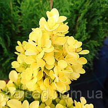 Барбарис Голден Торч / Berberis thunbergii Golden Torch, фото 4