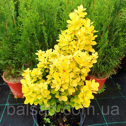 Барбарис Голден Торч / Berberis thunbergii Golden Torch, фото 1