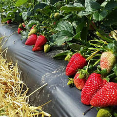 Мульчуюча плівка