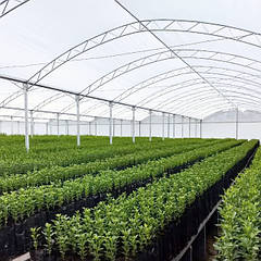 Плівка теплична