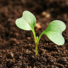 Торф і субстрати